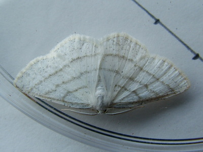 Common White Wave